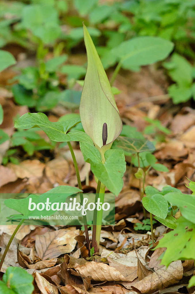 544022 - Cuckoo pint (Arum maculatum)