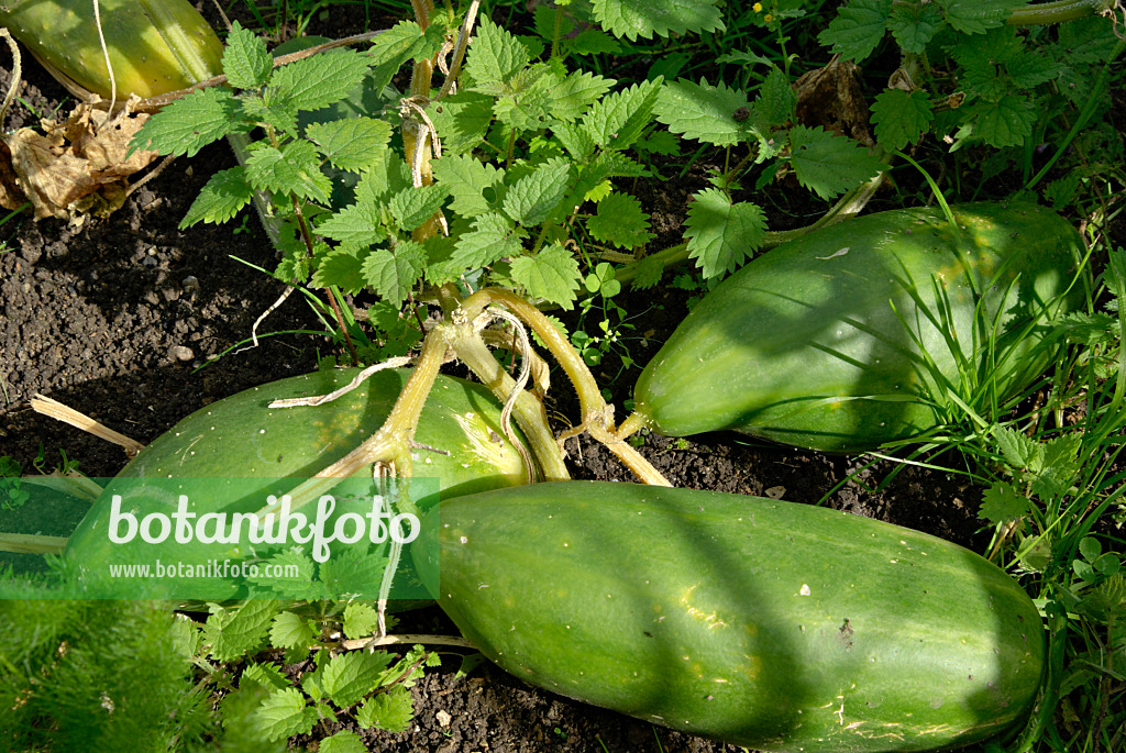 460005 - Cucumber (Cucumis sativus)