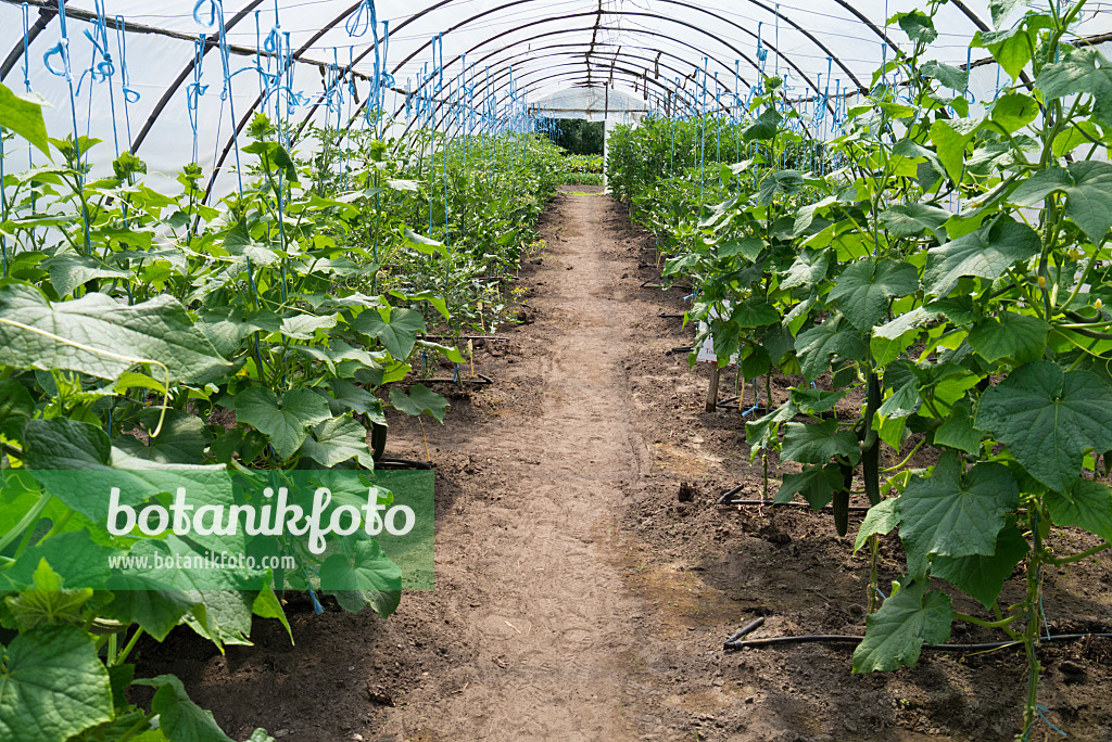 534251 - Cucumbers (Cucumis sativus) and tomatoes (Lycopersicon esculentum) in a poly greenhouse