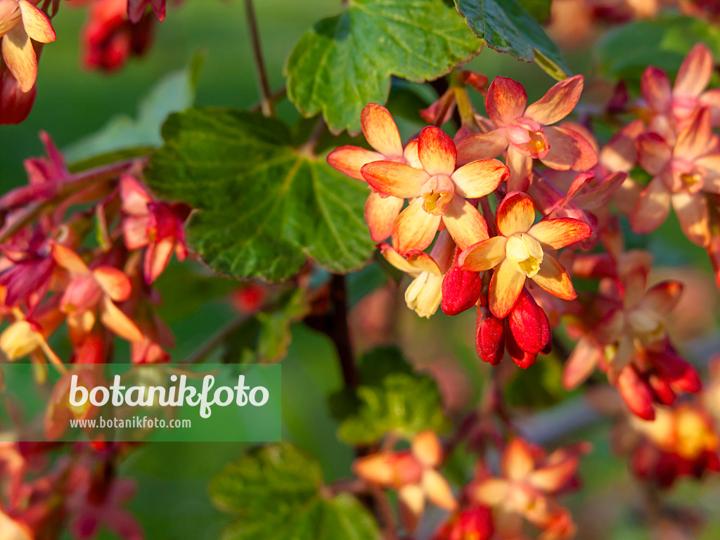 448014 - Currant (Ribes x gordonianum)