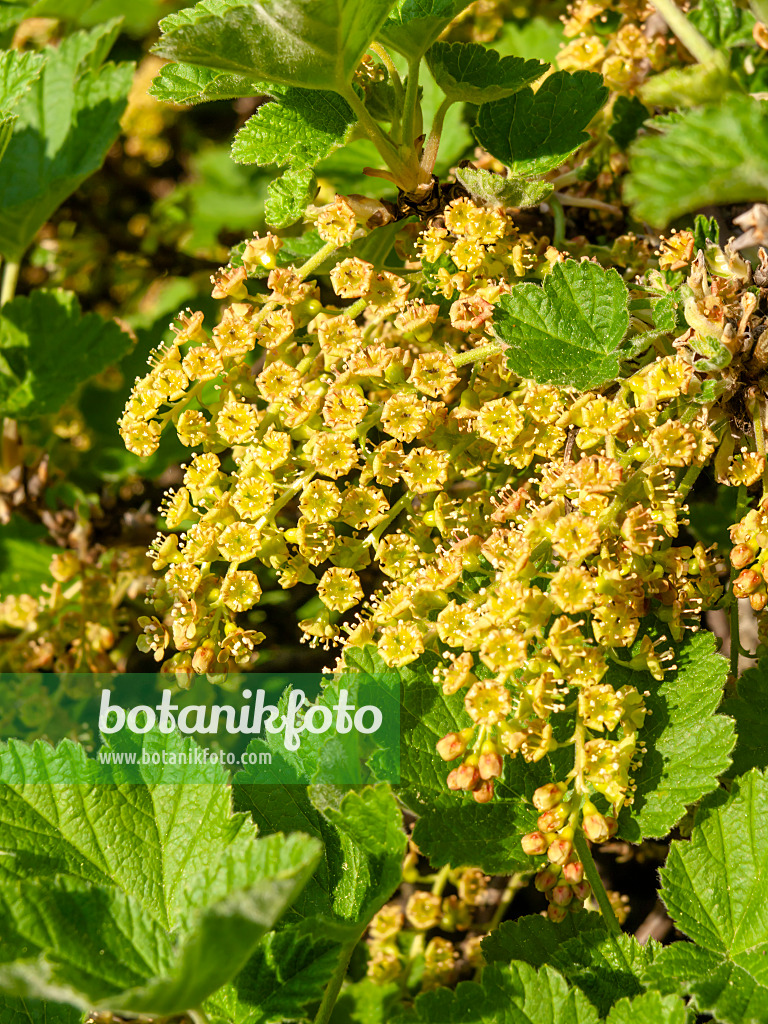 460066 - Currant (Ribes x koehneanum)