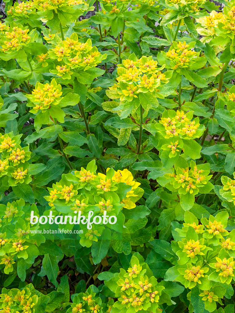 401236 - Cushion spurge (Euphorbia polychroma syn. Euphorbia epithymoides)