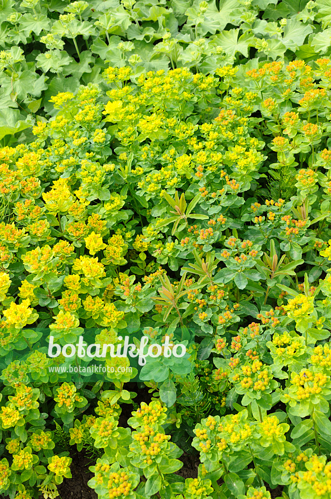 484246 - Cushion spurge (Euphorbia polychroma syn. Euphorbia epithymoides)