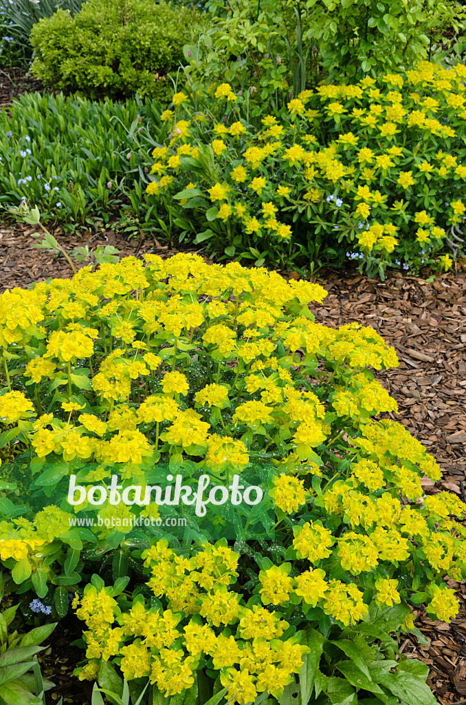 520155 - Cushion spurge (Euphorbia polychroma syn. Euphorbia epithymoides)