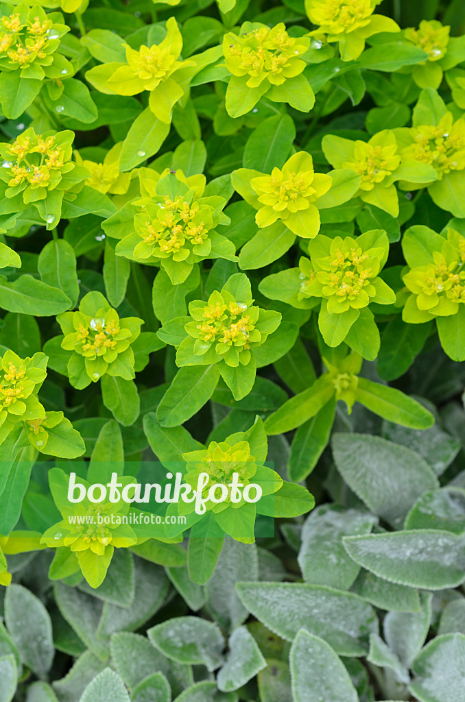 497020 - Cushion spurge (Euphorbia polychroma 'Major' syn. Euphorbia epithymoides 'Major')