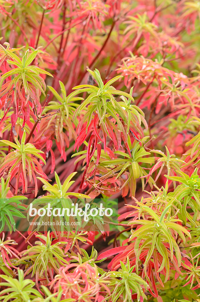 536041 - Cushion spurge (Euphorbia polychroma 'Major' syn. Euphorbia epithymoides 'Major')