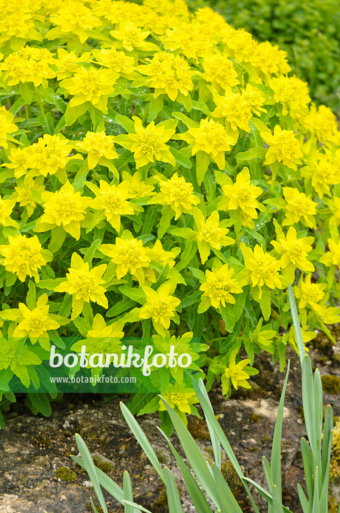 556021 - Cushion spurge (Euphorbia polychroma 'Major' syn. Euphorbia epithymoides 'Major')