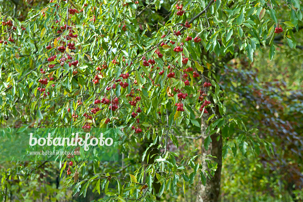 517205 - Cutleaf crab apple (Malus toringoides)