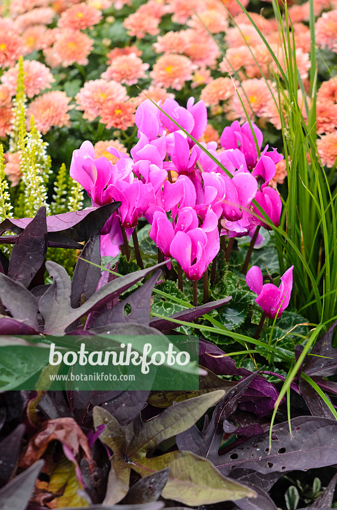 548040 - Cyclamen, sweet potato (Ipomoea batatas) and chrysanthemums (Chrysanthemum)