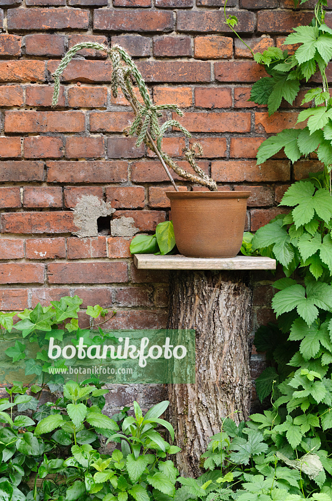 472206 - Cylindropuntia in front of a brick wall