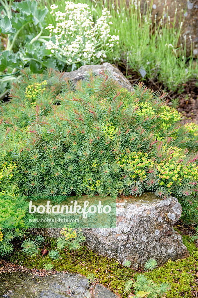 593081 - Cypress spurge (Euphorbia cyparissias 'Fens Ruby')