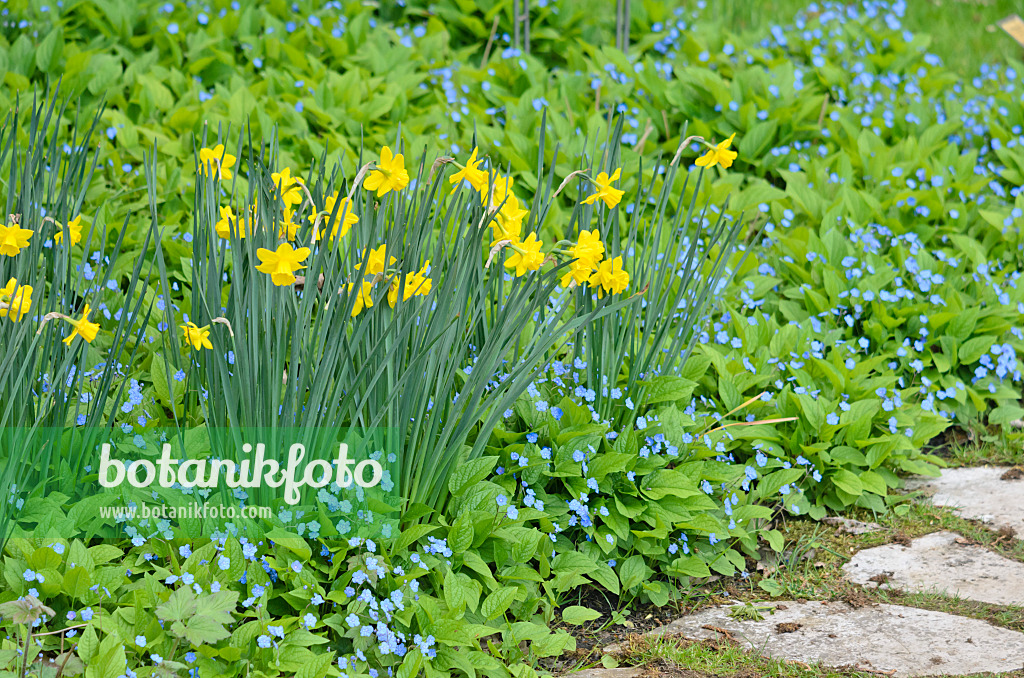 544011 - Daffodil (Narcissus) and blue-eyed Mary (Omphalodes verna)