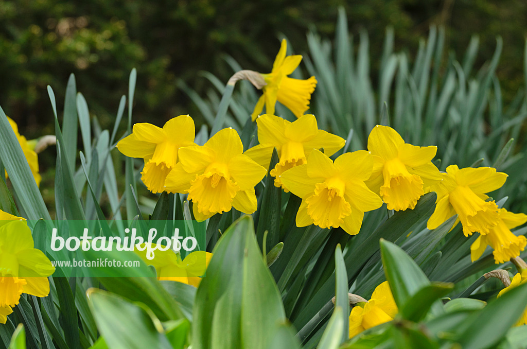 495150 - Daffodil (Narcissus Royal Gold)