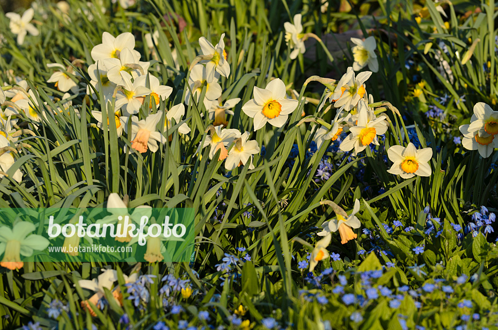 495204 - Daffodils (Narcissus) in a perennial garden