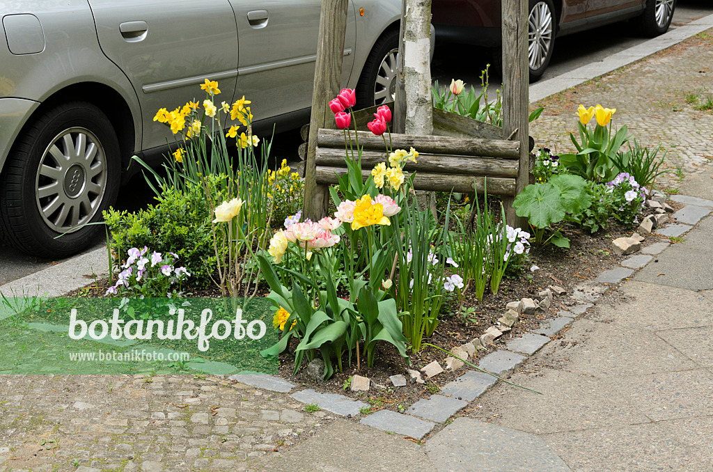 544063 - Daffodils (Narcissus), tulips (Tulipa) and violets (Viola) on a tree pit