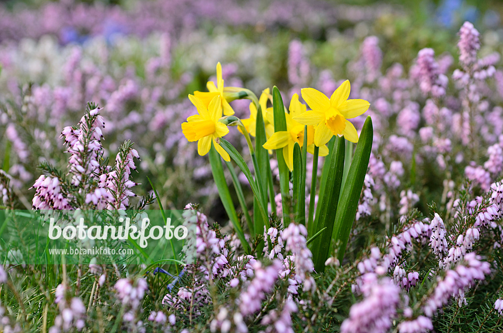 495017 - Daffodils (Narcissus) and winter heather (Erica carnea syn. Erica herbacea)