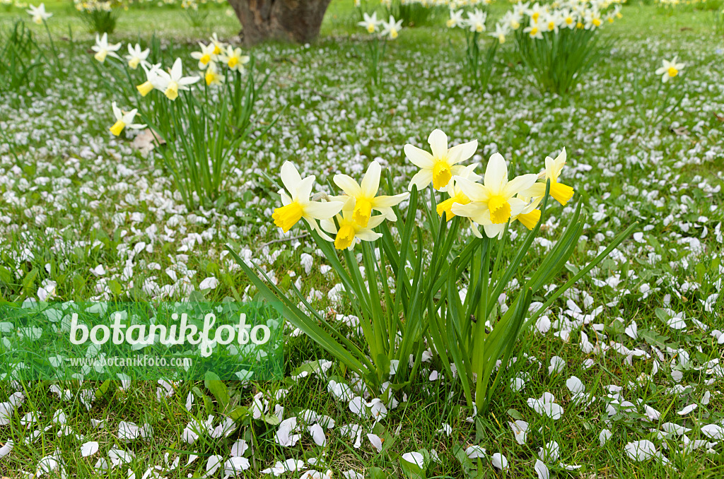 495086 - Daffodils (Narcissus) with cherry flowers