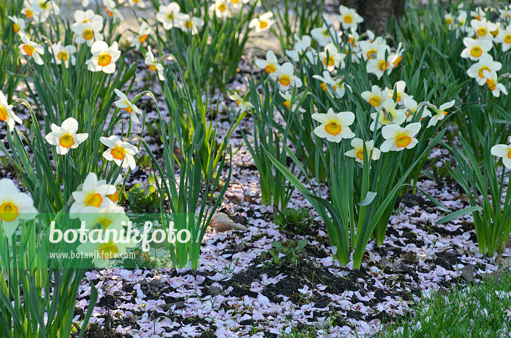 495129 - Daffodils (Narcissus) with cherry flowers