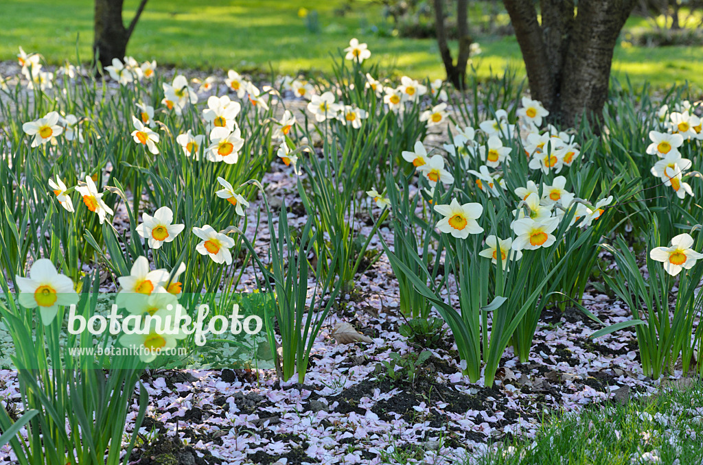 495131 - Daffodils (Narcissus) with cherry flowers