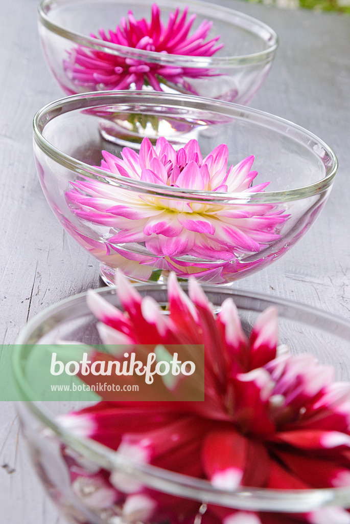 475283 - Dahlia blossoms in glass bowls