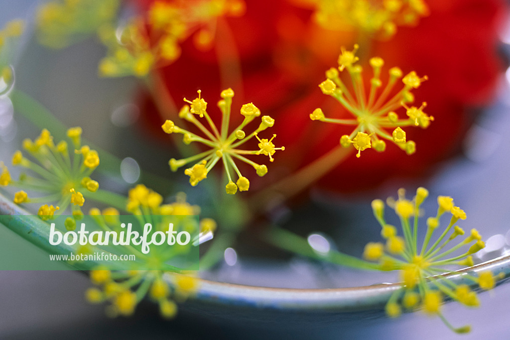 442080 - Dahlia (Dahlia) and dill (Anethum graveolens)