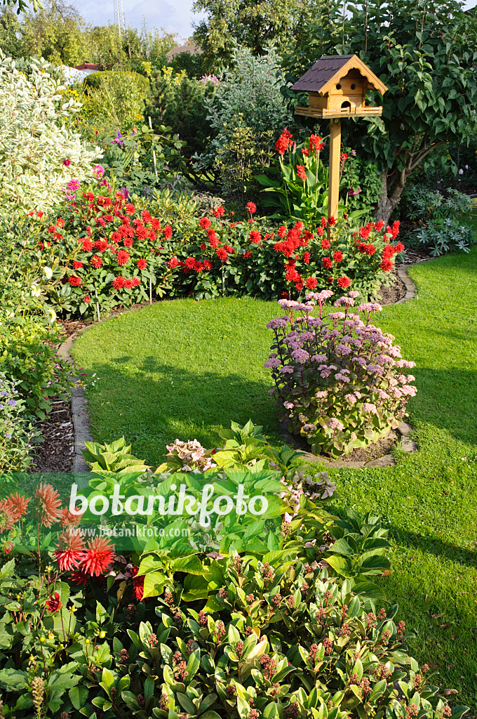 476097 - Dahlia (Dahlia) and orpine (Sedum telephium syn. Hylotelephium telephium) with bird table