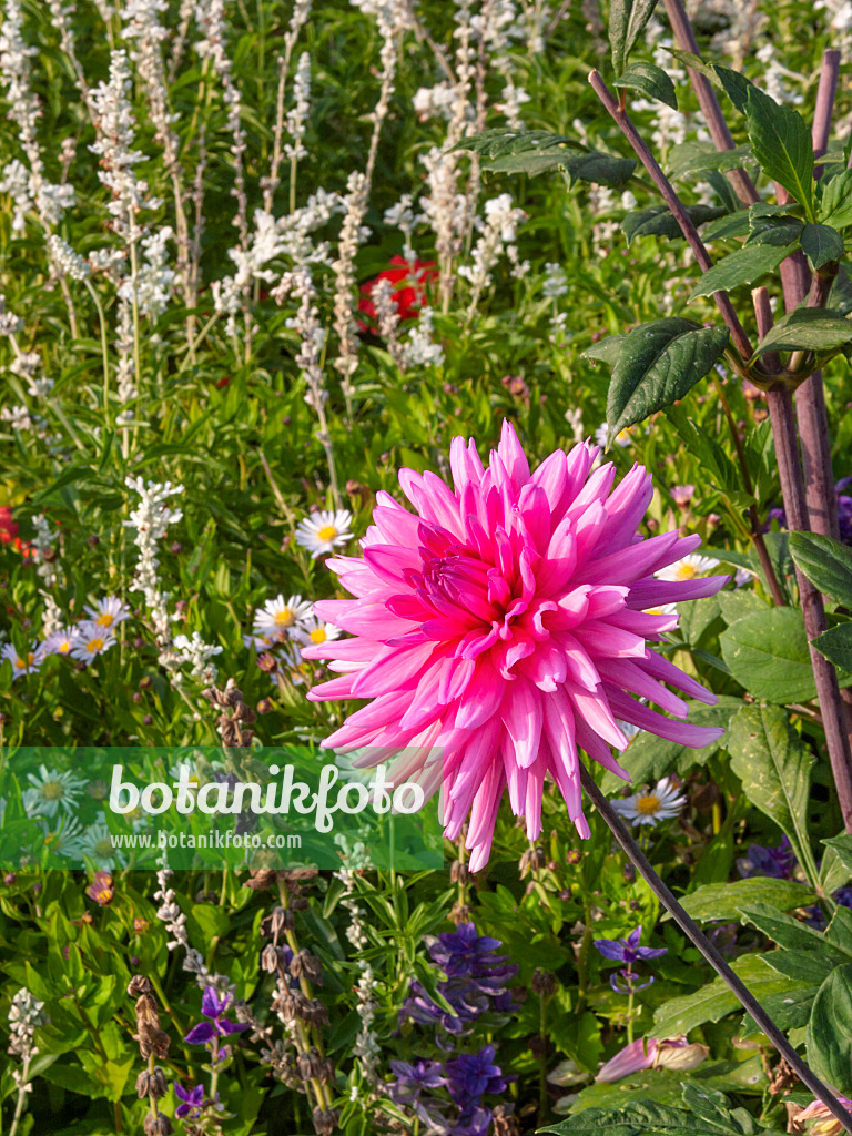 405044 - Dahlia (Dahlia Pink Charm)