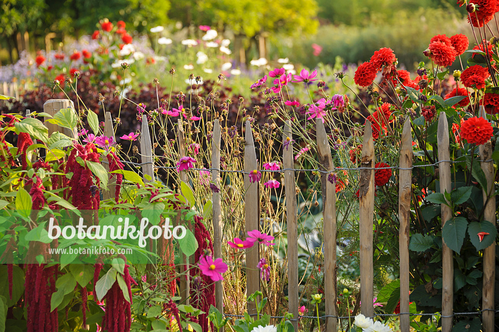 517104 - Dahlias (Dahlia) and amaranths (Amaranthus)