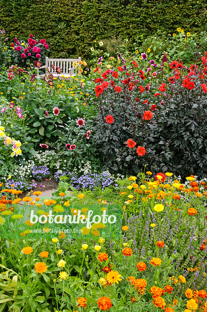 475177 - Dahlias (Dahlia), pot marigolds (Calendula officinalis) and marigolds (Tagetes)