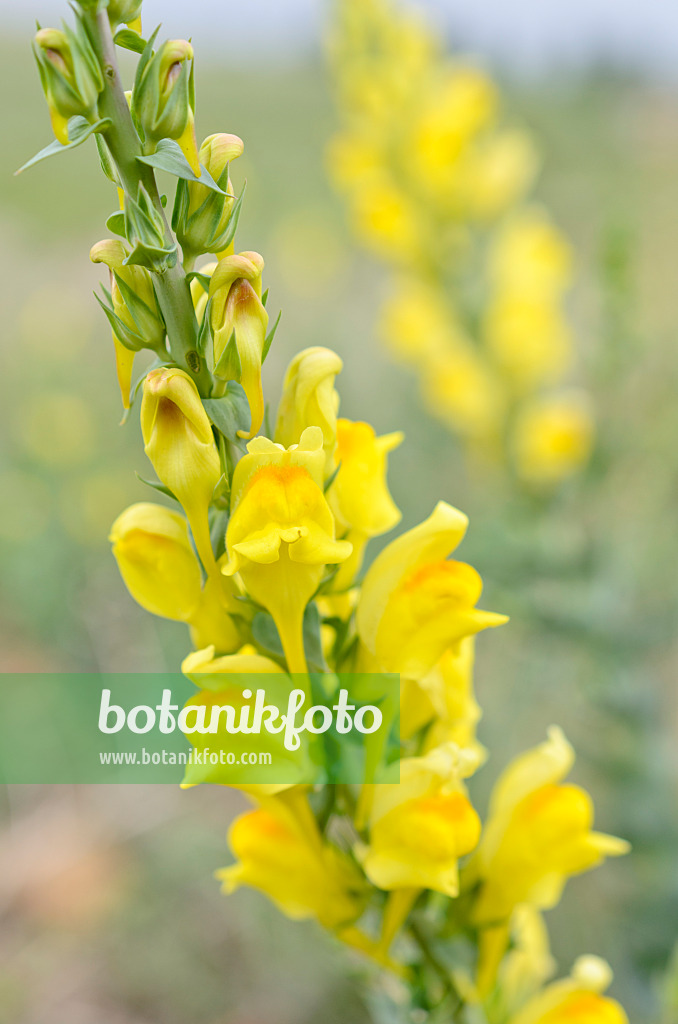 508208 - Dalmatian toadflax (Linaria dalmatica)