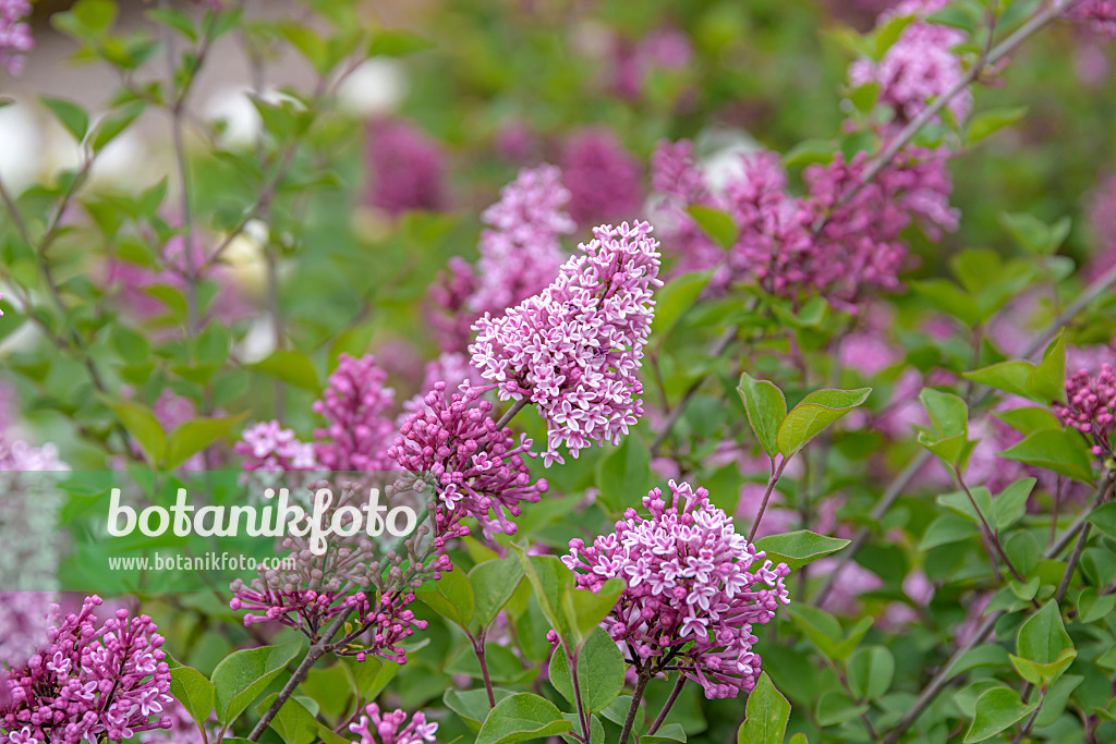 607215 - Daphne lilac (Syringa microphylla 'José')