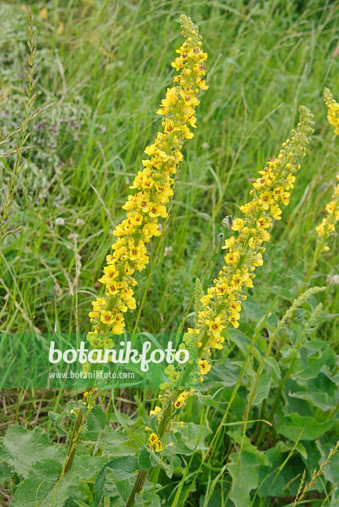 518009 - Dark mullein (Verbascum nigrum)