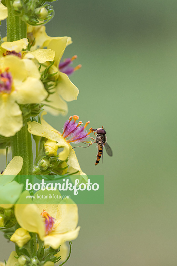 616456 - Dark mullein (Verbascum nigrum) with hover fly