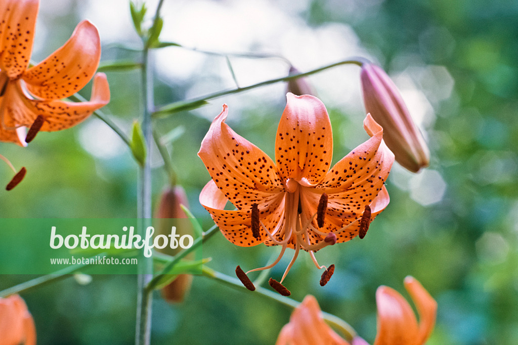 367023 - David's lily (Lilium davidii)