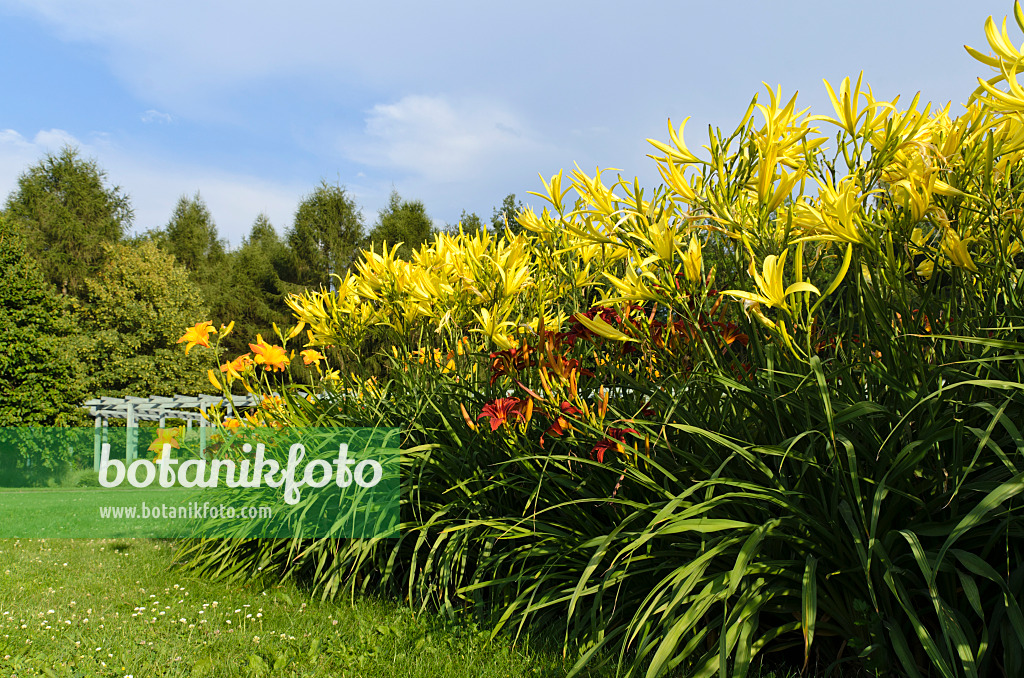 498111 - Day lilies (Hemerocallis)