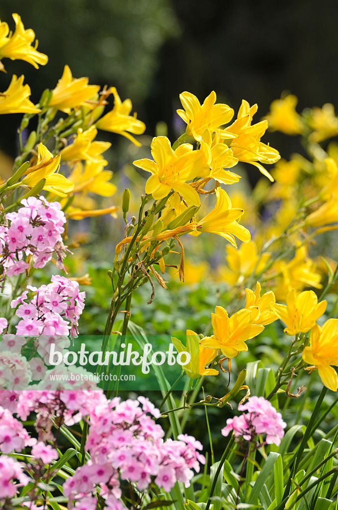 498230 - Day lilies (Hemerocallis) and phlox (Phlox)