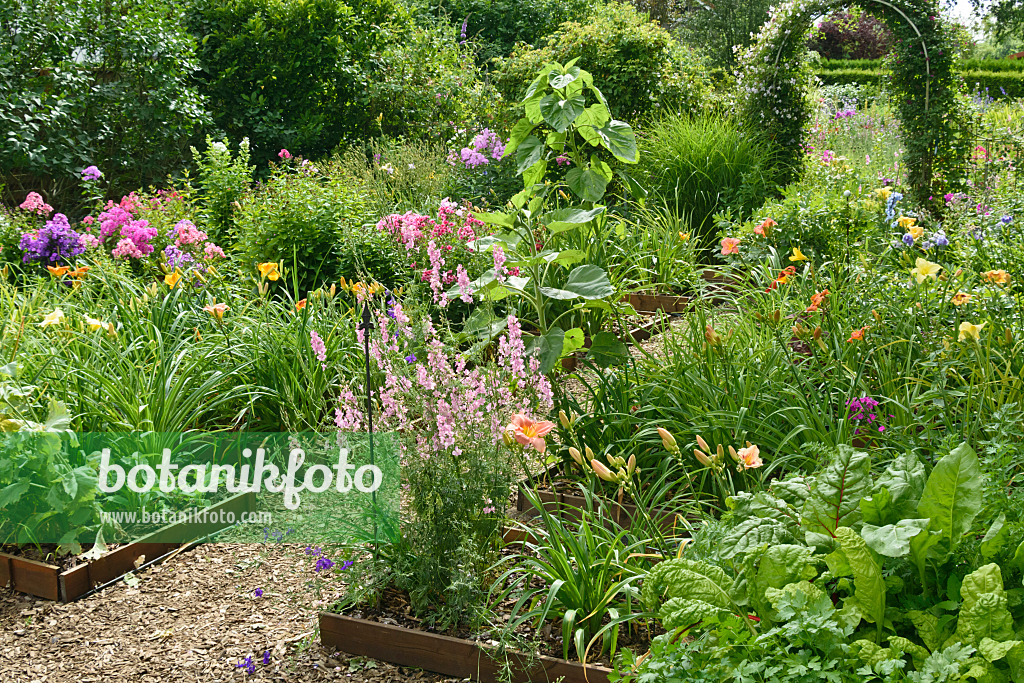 558006 - Day lilies (Hemerocallis) and phlox (Phlox) in propagation beds