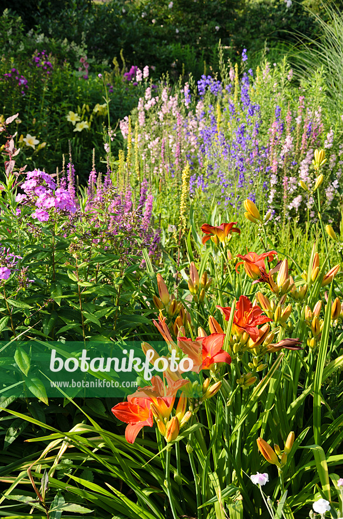 570100 - Day lilies (Hemerocallis), phlox (Phlox) and loosestrifes (Lythrum)