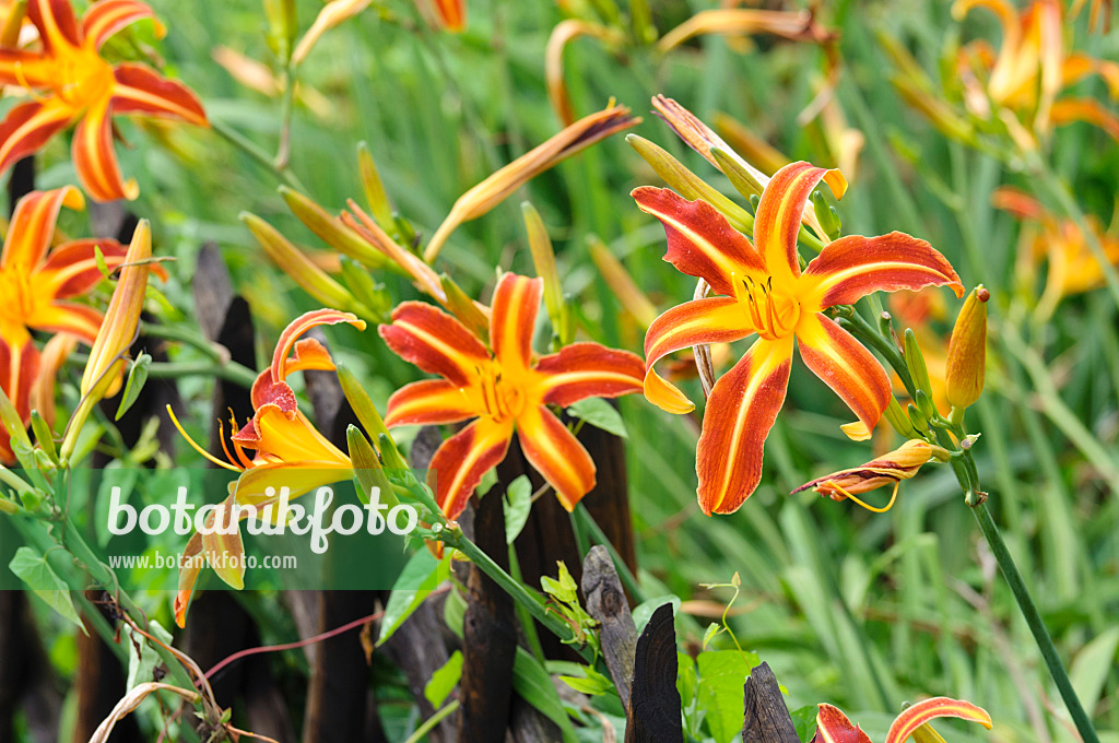 474315 - Day lily (Hemerocallis)