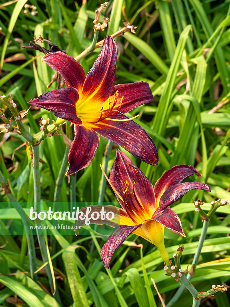 439406 - Day lily (Hemerocallis Arriba)