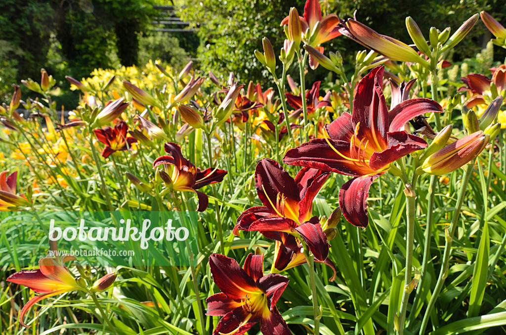 498015 - Day lily (Hemerocallis Arriba)