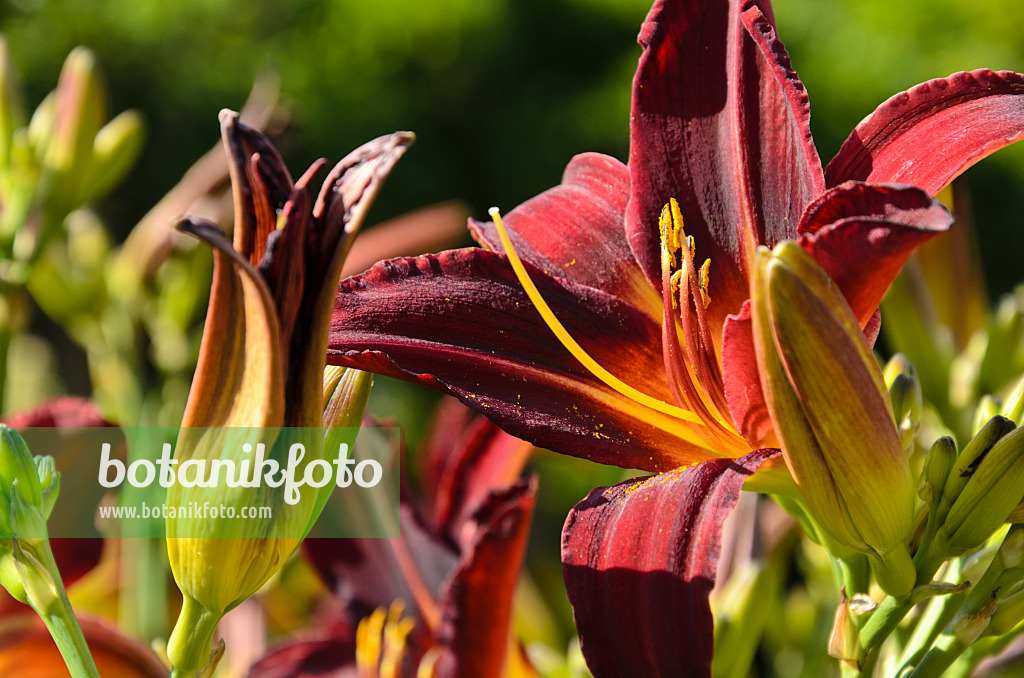 498016 - Day lily (Hemerocallis Arriba)