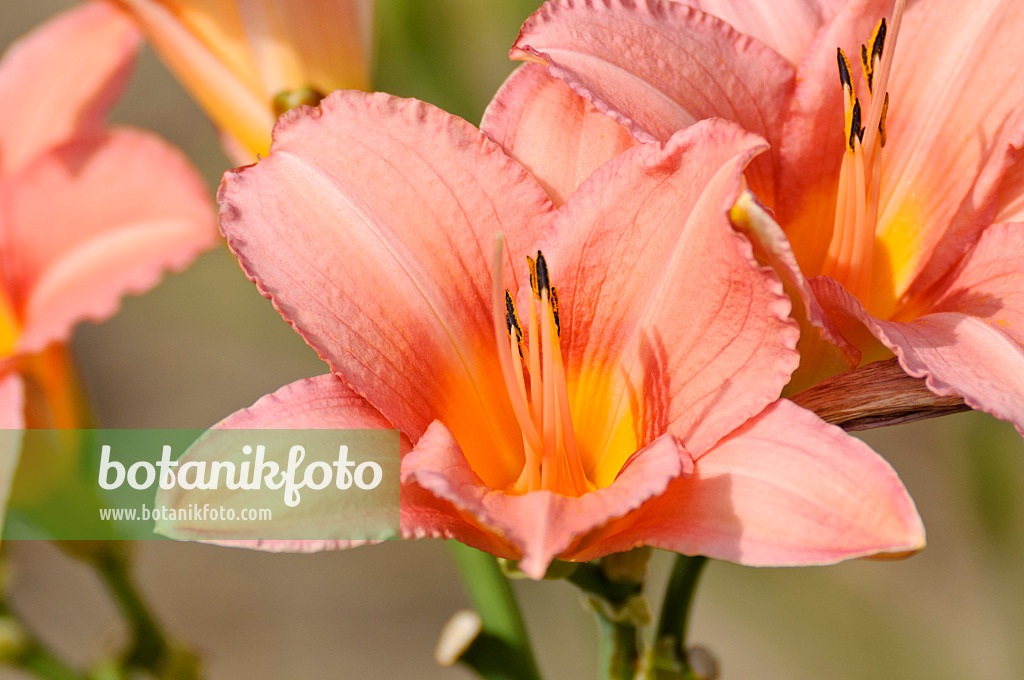 474172 - Day lily (Hemerocallis Bed of Roses)