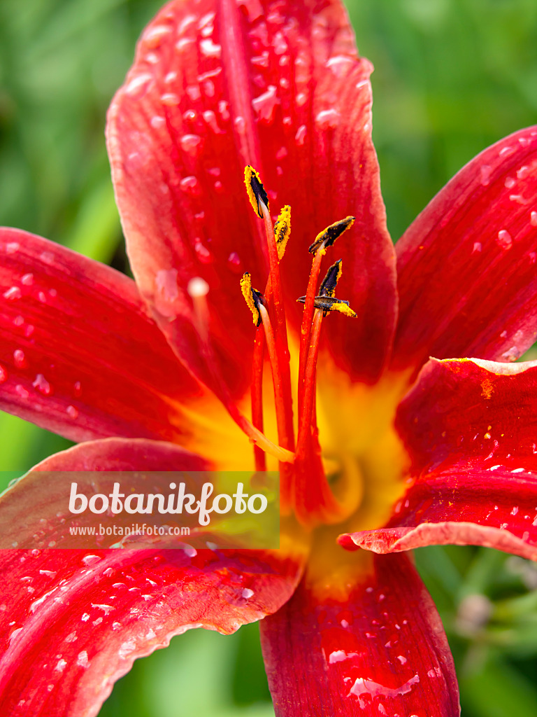 427238 - Day lily (Hemerocallis Bess Ross)