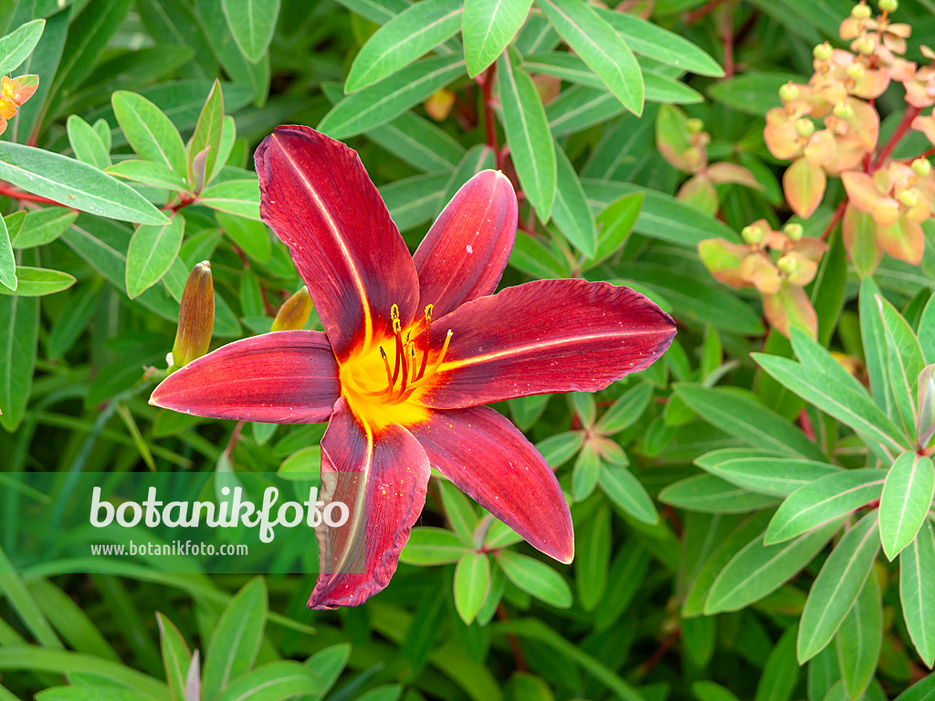 439191 - Day lily (Hemerocallis Black Jewel)