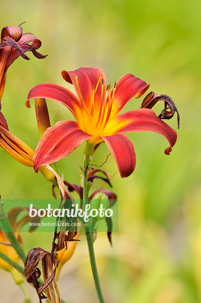 474173 - Day lily (Hemerocallis Black Magic)