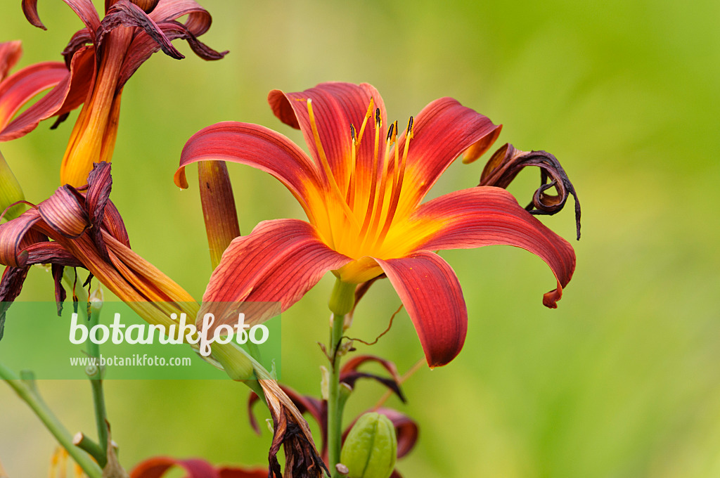 474174 - Day lily (Hemerocallis Black Magic)