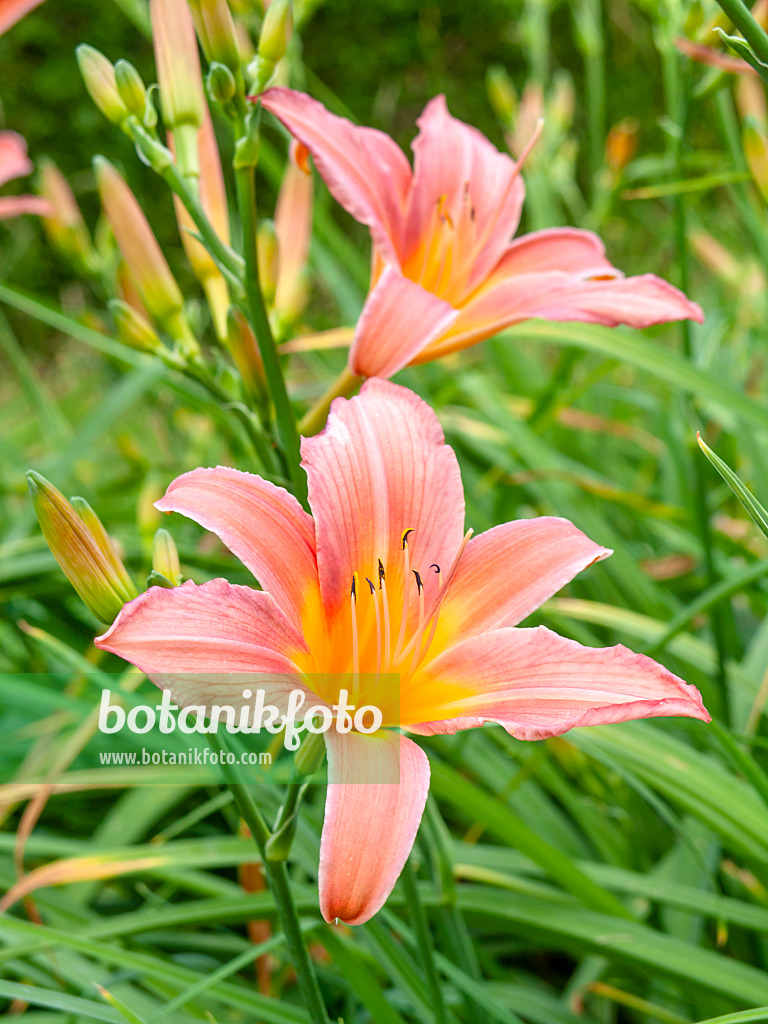 439188 - Day lily (Hemerocallis Eveline Claar)