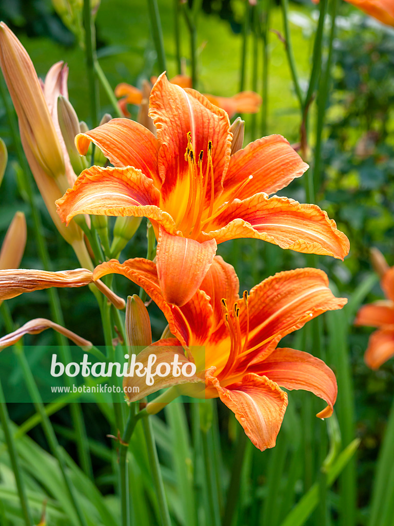 449024 - Day lily (Hemerocallis fulva)