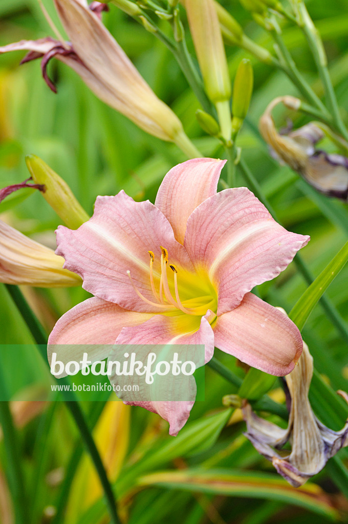 474037 - Day lily (Hemerocallis Lavender Flight)